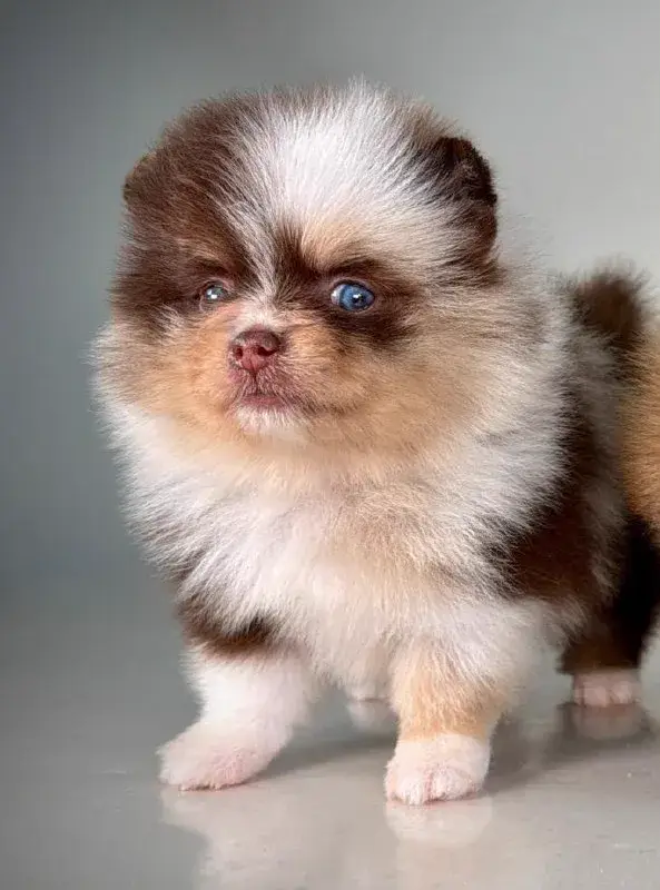 Cachorro Pomerania sobre un sillón en un momento de descanso
