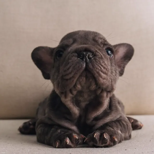 Cachorro French Bulldog gris sentado, retrato frontal